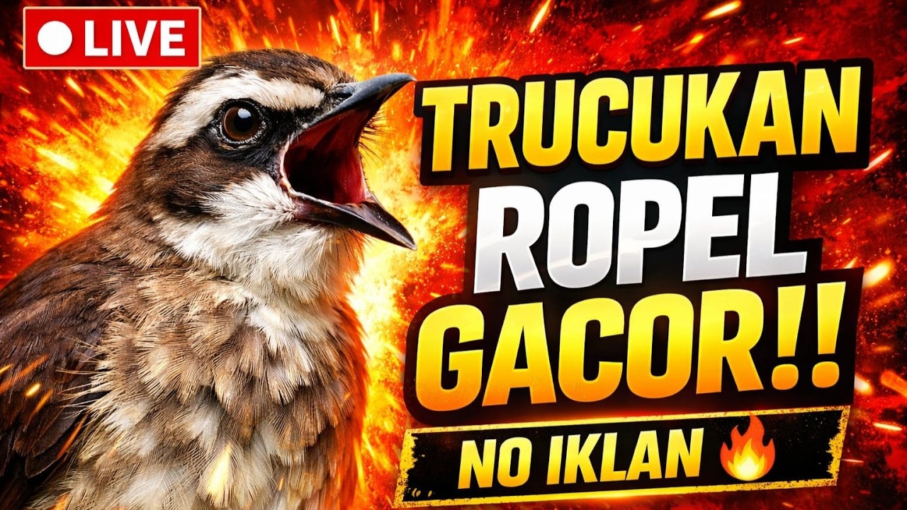 🔴 LIVE Master Trucukan Gacor Ropel | No Iklan 24 Jam Bikin Cepat Bunyi!