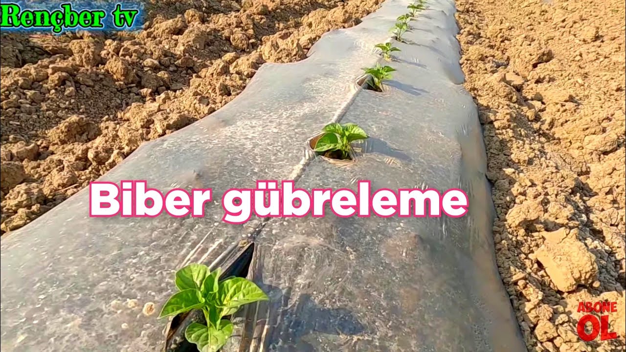 Biberde iyi bir başlangıç için ilk gübreleme nasıl olmalı