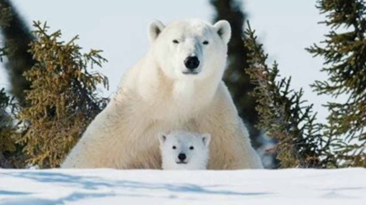 Viagem Virtual - Wapusk National Park - Canad&aacute;
