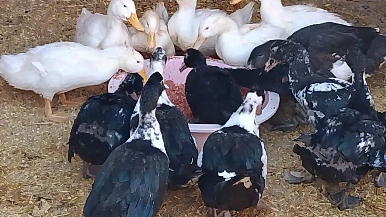 خلطه سحريه للبط المسكوفي والبيور الفرنساوي # يا حلاوه البط وحطيت اكل البيت للفراخ البلدي 