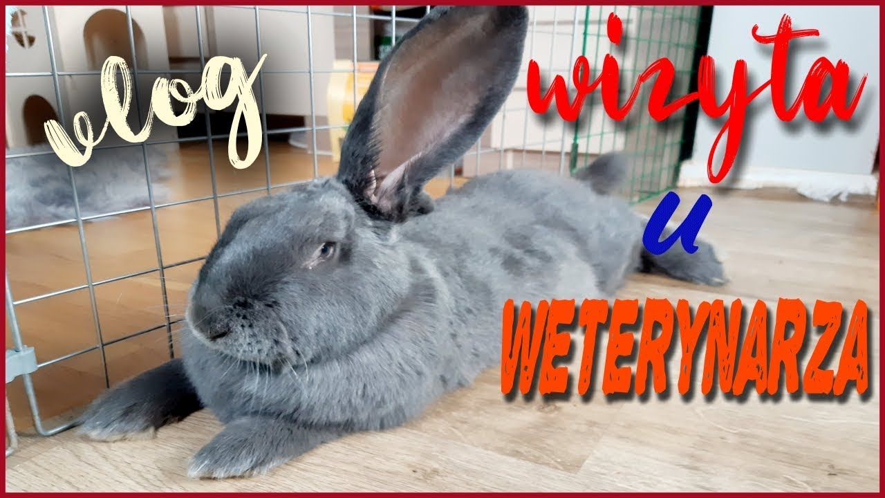 VLOG: Wizyta Melmana u weterynarza - LECZENIE ROPNIA U KRÓLIKA | Uszatkowe Rady