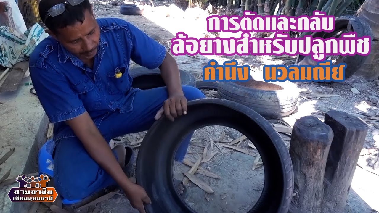 เทคนิคการตัดและกลับล้อยางสำหรับปลูกพืช โดย คำนึง นวลมณีย์//สามอาชีพฯ