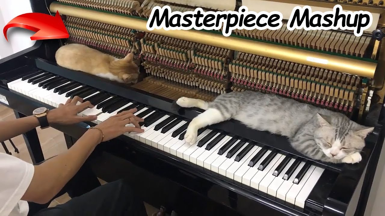 Masterpiece Mashup for MEOW | Top 5 BEST SONGS of Haburu - Don't Miss