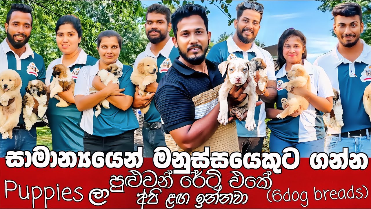 Cheap Price Dog In Negombo🐕🐩😍 සමාන්‍යයෙන් මනුස්සයෙක්ට ගන්න පුලුවන් රෙටි එකේ Puppies ලා අපි ලග ඉන්නවා