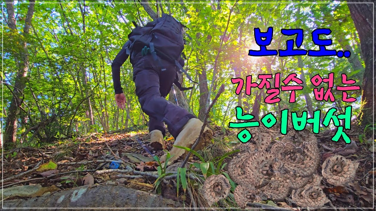 능이버섯 천지지만 ~새로운 곳을 찿아가야 합니다.