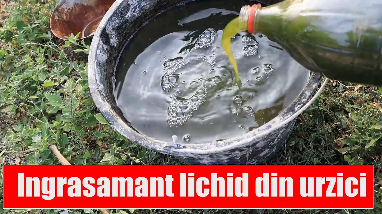 Ingrasamant lichid din urzici, natural si simplu de facut