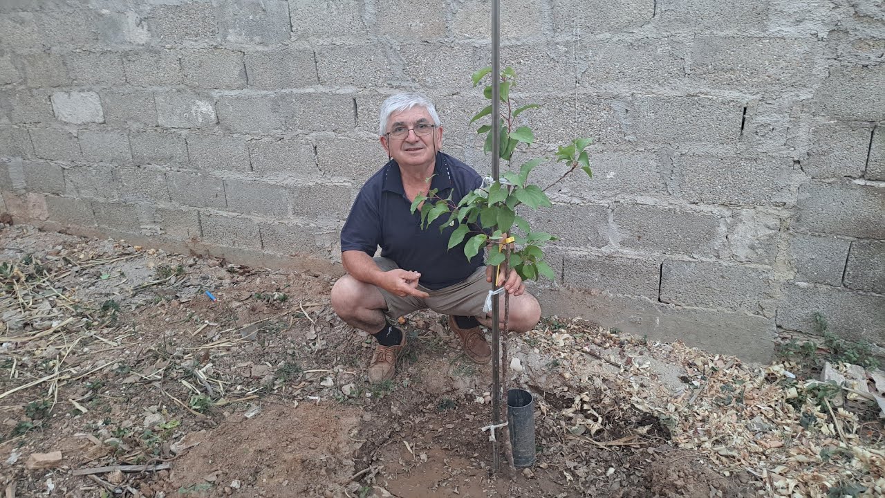 Πως φυτεύουμε ένα φρουτόδεντρο. Μεγάλη εξοικονόμηση νερού. (Part 1). How to plant a fruit tree.