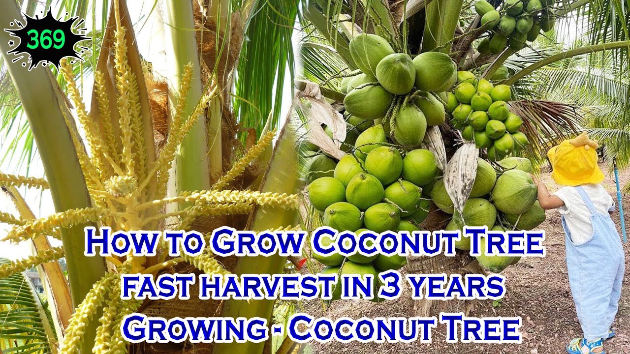 How to Grow Coconut Tree fast harvest in 3 years Growing - Coconut Tree
