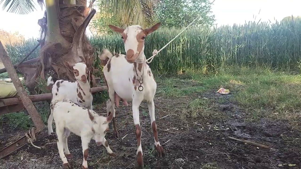 Quality barbari female with kids....ALshifa farm barbari setup selu dist parbhani...Any update sub.