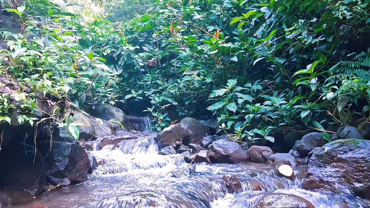Peaceful River Ambience for Inner Calm