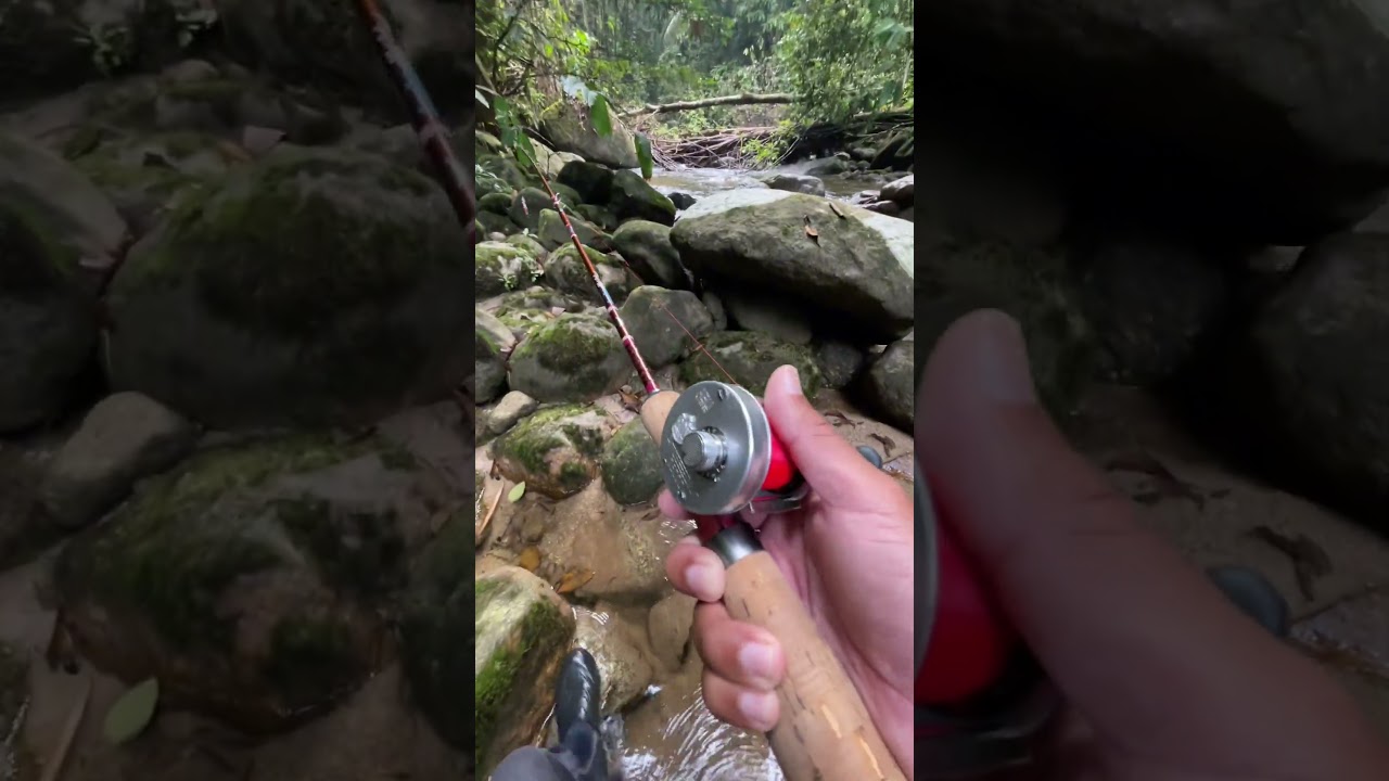 Lama tak pakai reel kanan #wildstream #streamfishingmalaysia #2500c  #tengas