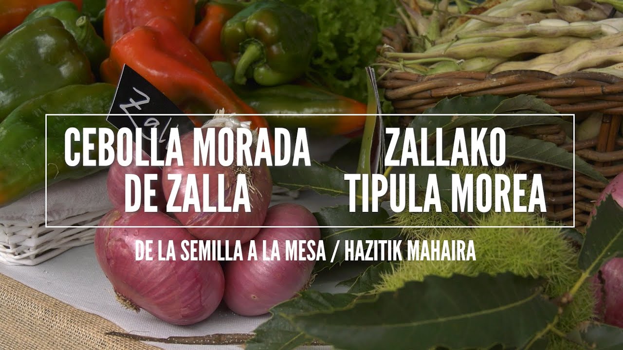 CEBOLLA MORADA DE ZALLA - De la semilla a la mesa | ZALLAKO TIPULA MOREA - Hazitik mahaira