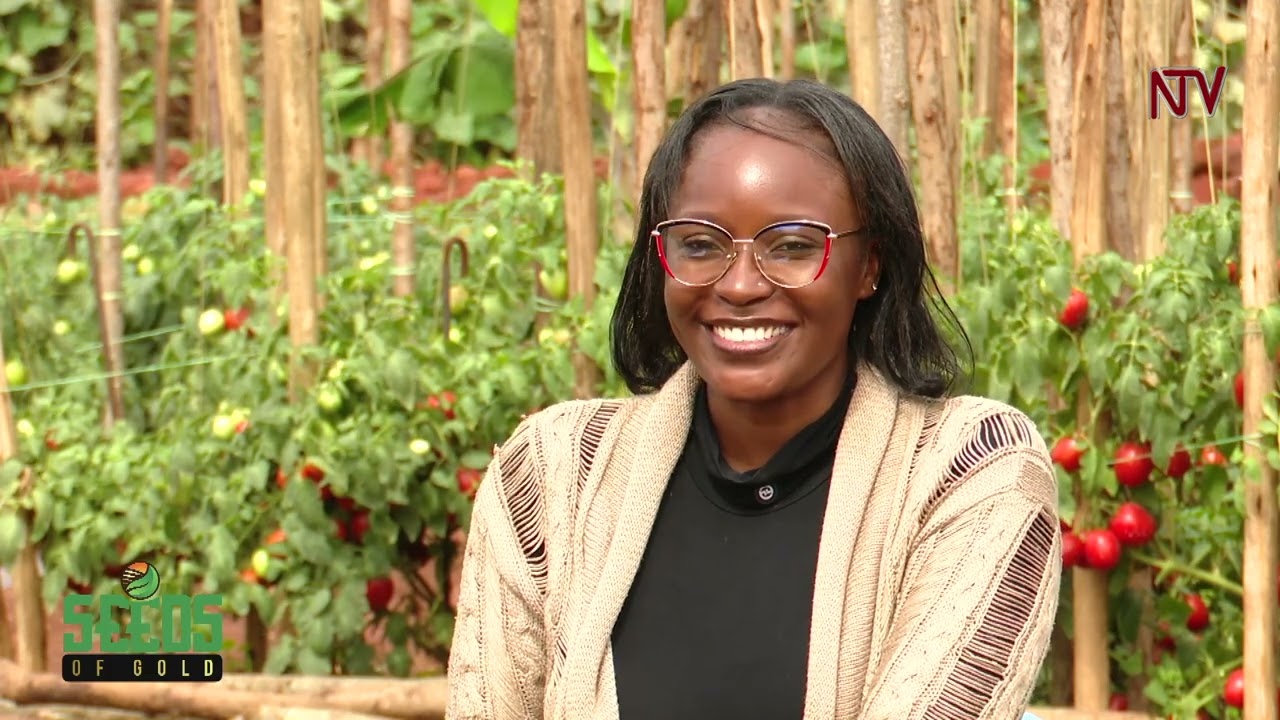 Making money from tomato farming | SEEDS OF GOLD