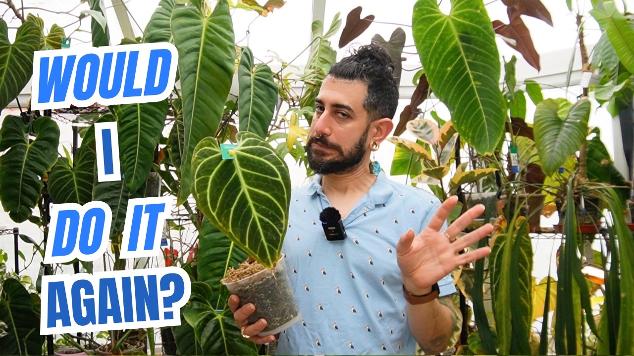 🚨4 Years Growing Anthurium regale…Would I Do It Again? 🤔