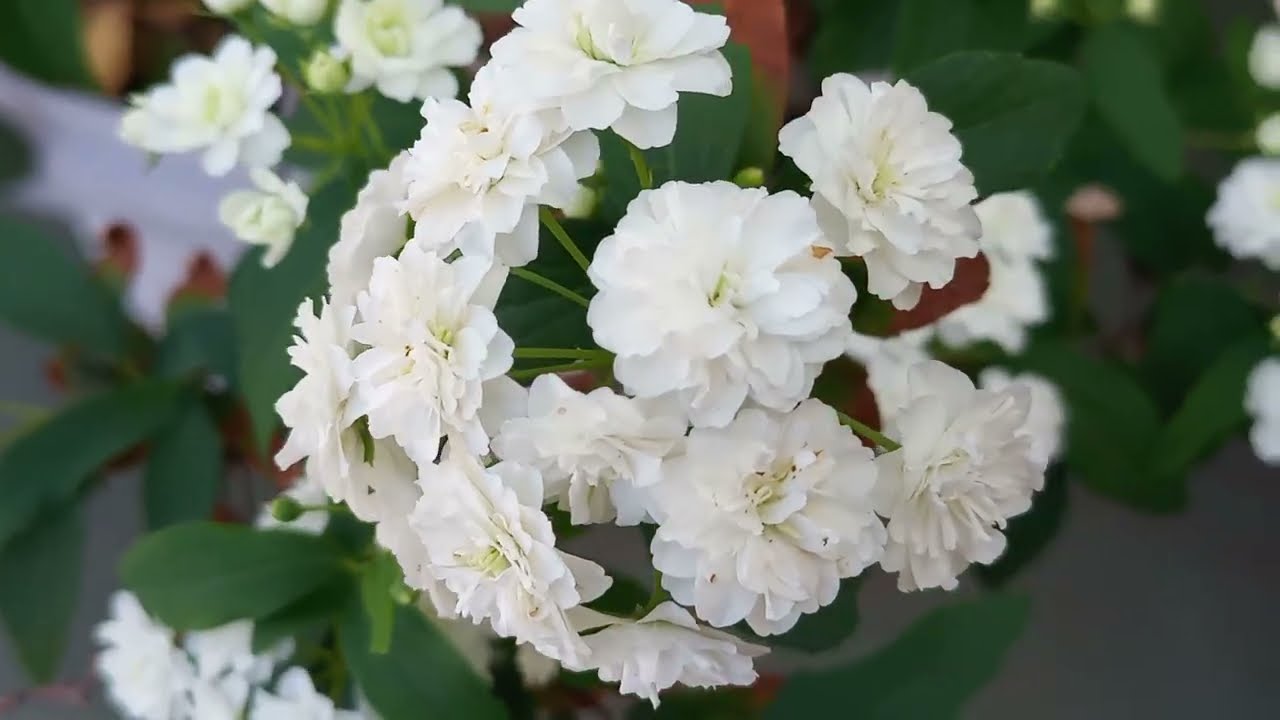 Como cuidar da planta Buquê de Noiva. A mais bela flor que tenho. Natureza linda.