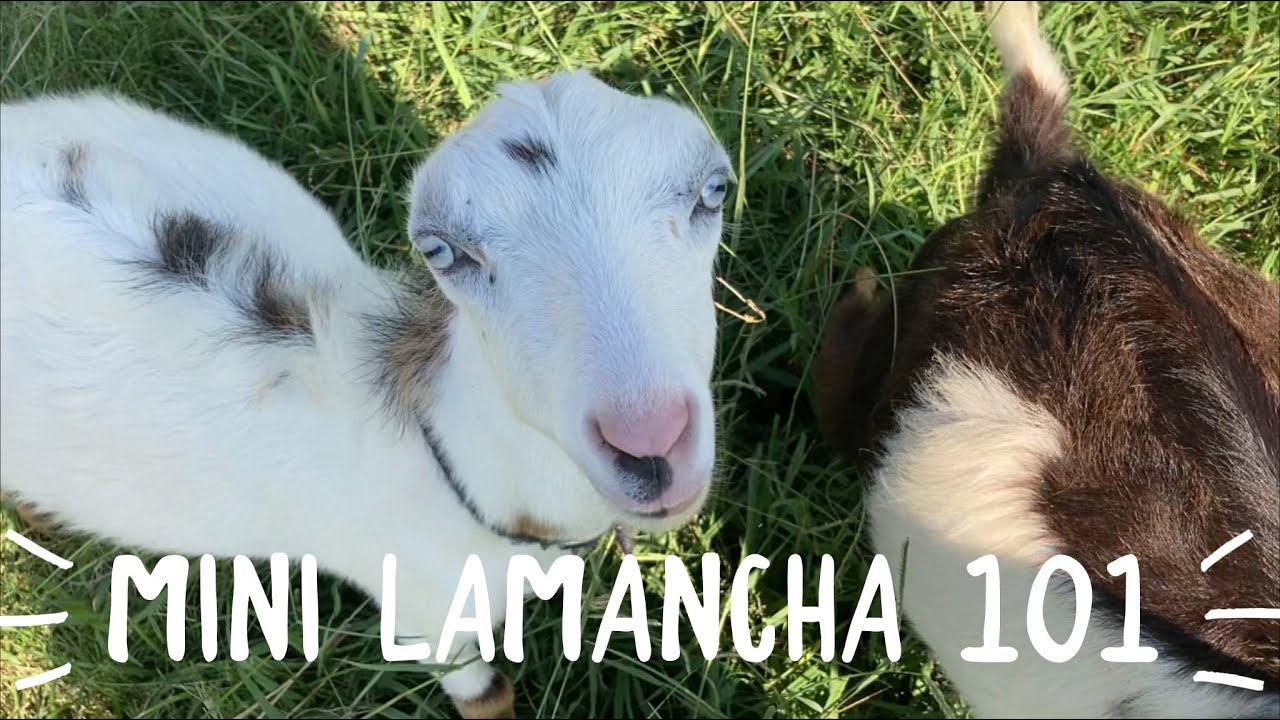 Mini Lamancha 101