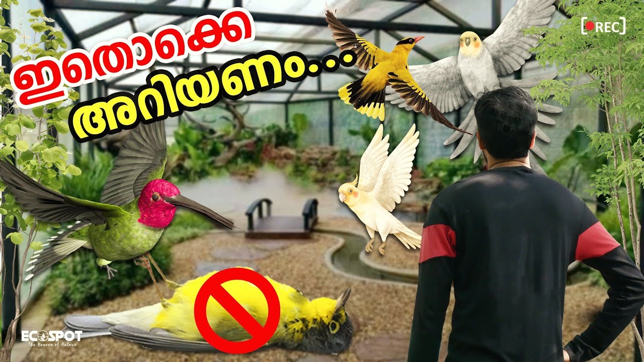 💥കിളിക്കൂട് ഉണ്ടാകുമ്പോള്‍ അറിഞ്ഞിരിക്കണം.. അല്ലെങ്കില്‍  | Tips on Building a Large Aviary Outdoors