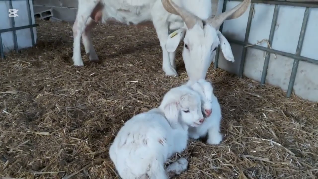 L.M  nos ha parido una cabra Celtiberica  hermosa 🐐🇪🇦🌄☺🥰