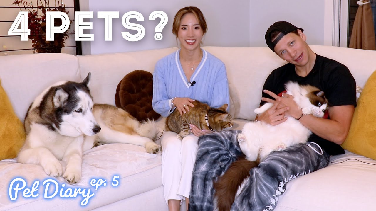 WE ADOPTED A 3RD CAT from Korea? 🐱 · Pet Diary ep. 5 🐾 | YB Chang