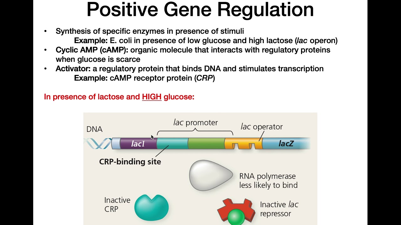 Positive Gene Expression