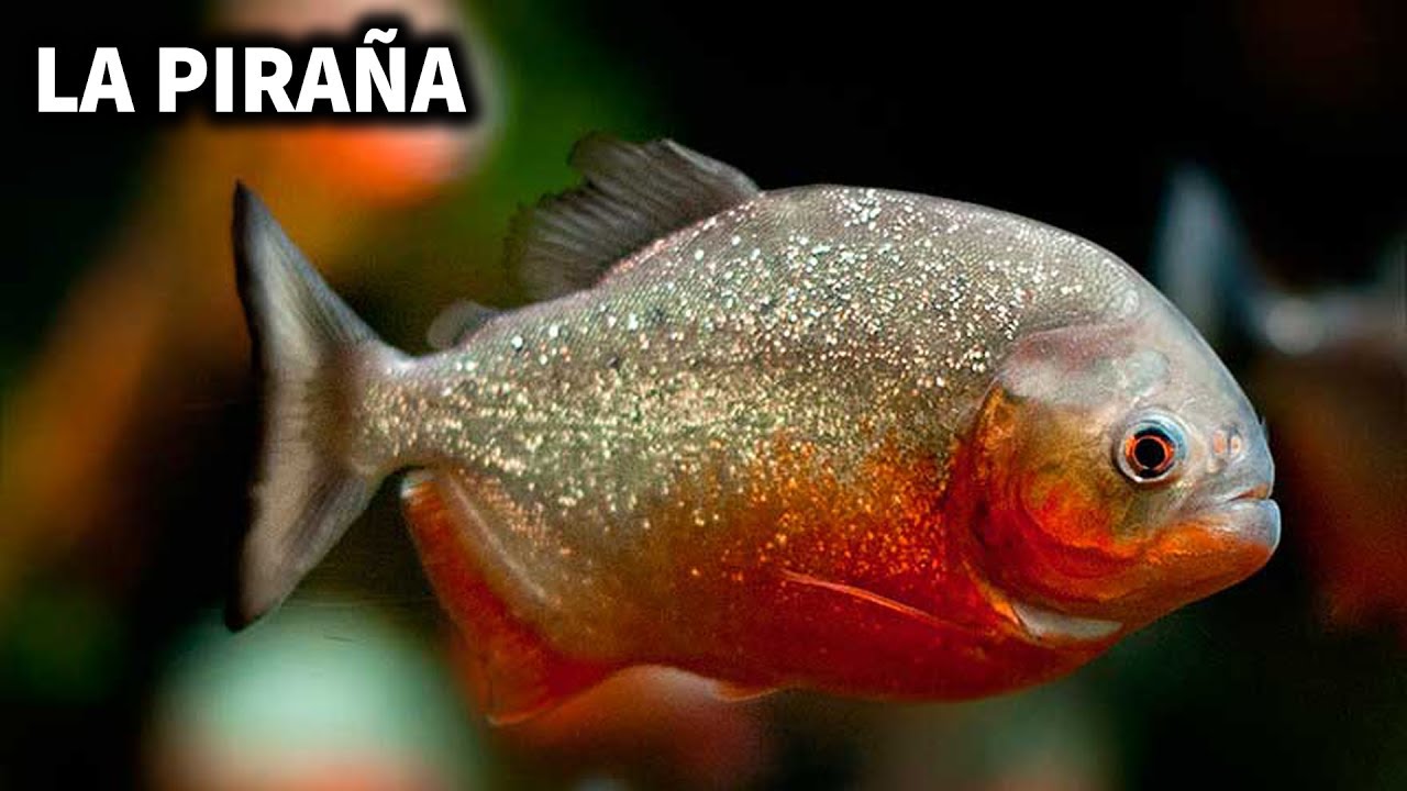 PEZ PIRAÑA | CUIDADOS Y ALIMENTACION DE LA PIRAÑA | AcuariosLP