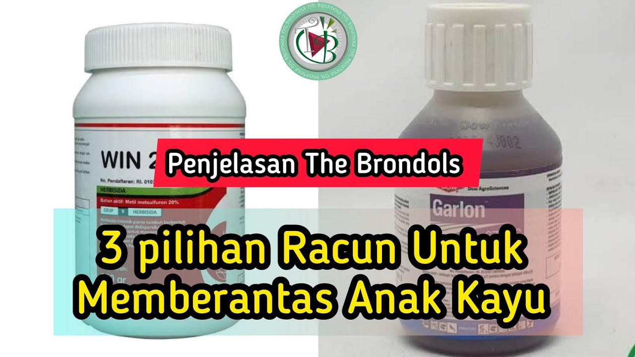 Penjelasan The Brondols: Pilihan Racun Untuk Memberantas Anak Kayu