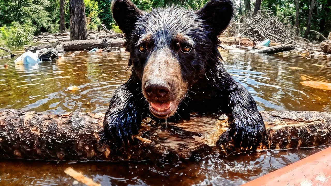 Animal Rescue During Flood
