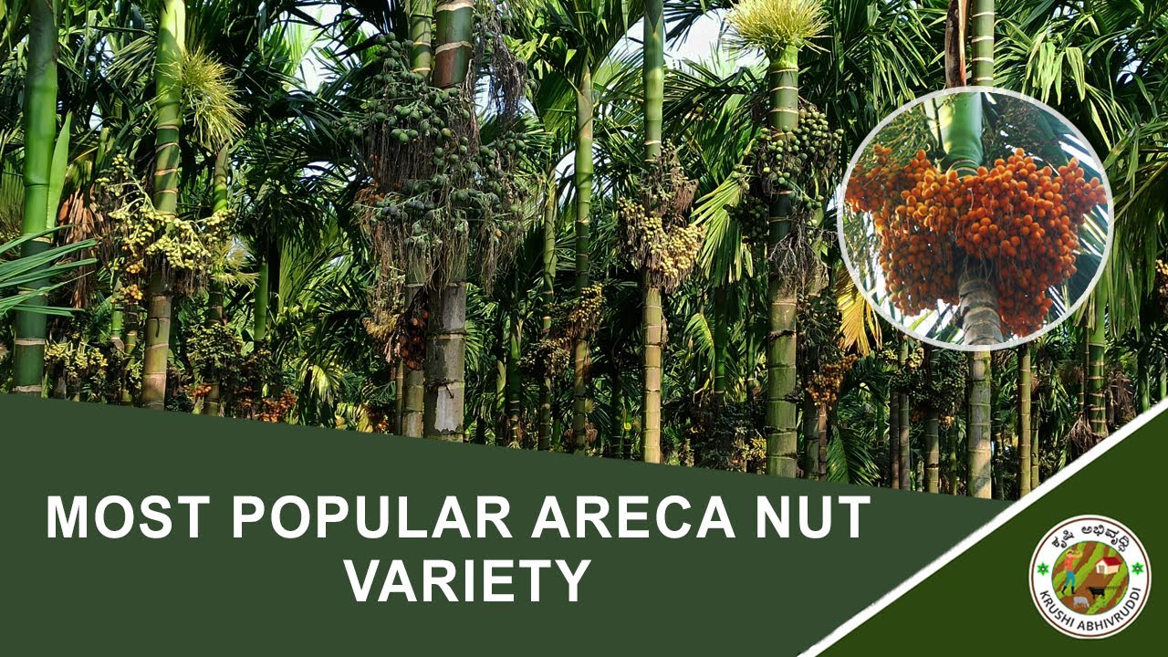 DO YOU KNOW THE BEST ARECANUT VARIETY ?