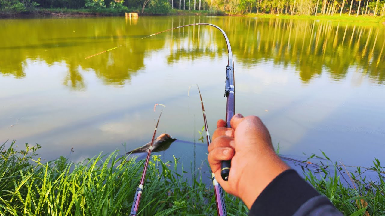 🔥 Fui lá TESTAR o FEROMÔNIO na PESCARIA de TILAPIA | Liga da Tilapia