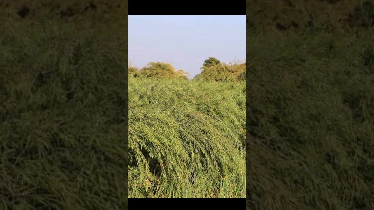 Amazing variety of mustard #Shorts #Viral #shortsvideo #viral_video #viralvideo #viralshorts