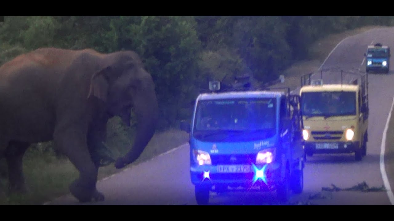 Elephants attack, Vehicles වාහන ඒනතුරු පාර බලන අලි