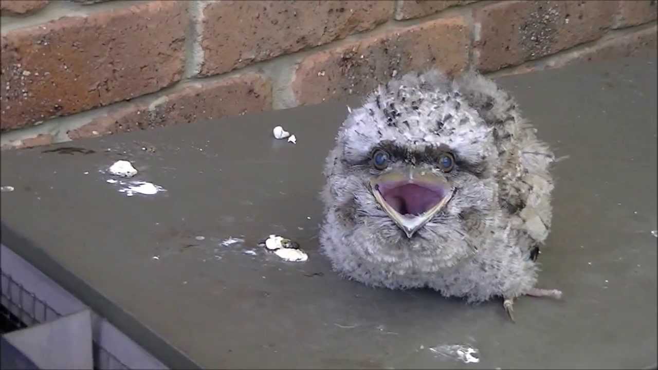 Tawny frogmouth Part 1