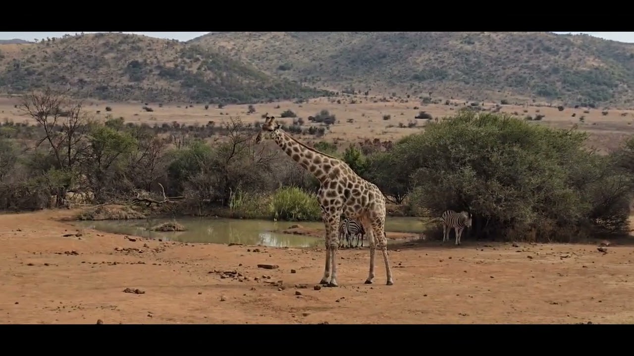 Vet Student Trip to the Pilanesberg National Park of South Africa 2025