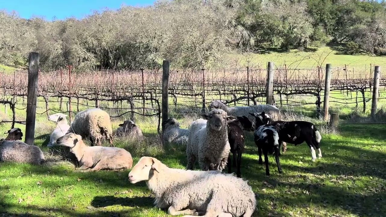 La vida de los perros que cuidan ovejas ! Lugares del pasado