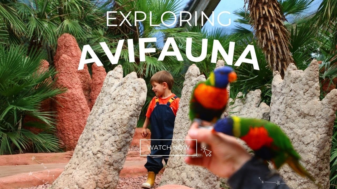Avifauna 2025