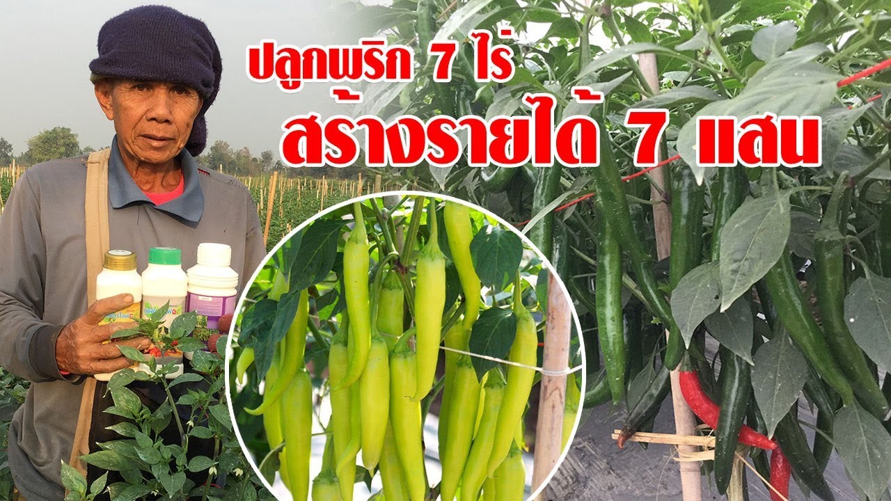 ดูเทคนิคปลูกพริก 7 ไร่ สร้างรายได้กว่า 7 แสน ไม่มะโนนะ!!