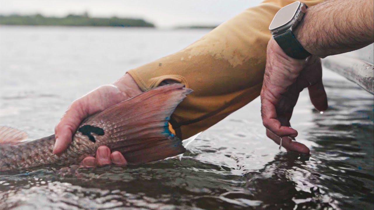 “Home” ​- Big trout and redfish on topwater in Mosquito Lagoon Florida