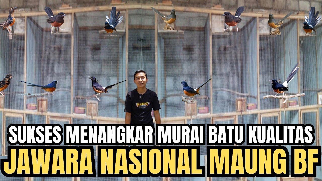 KISAH SUKSES PETERNAK BURUNG MURAI BATU KELAS JAWARA NASIONAL & MB LEON MAUNG BF PANDEGLANG BANTEN