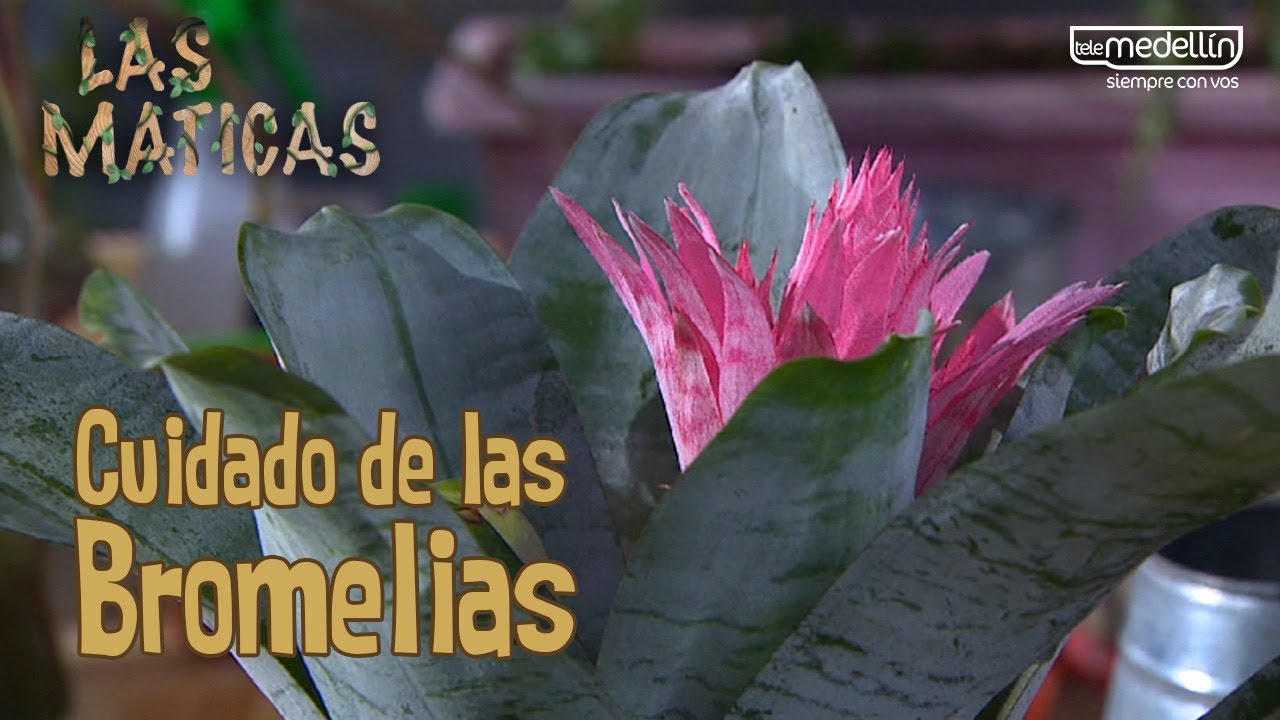 Aprendamos Sobre el Cuidado de las Bromelias [Las Maticas] Telemedellín