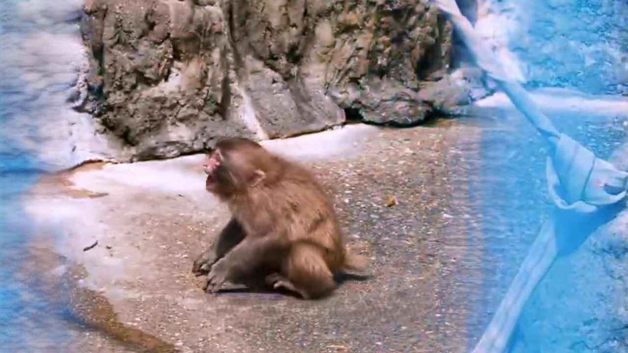 The Older Monkeys Found A New Way To Bully Punch