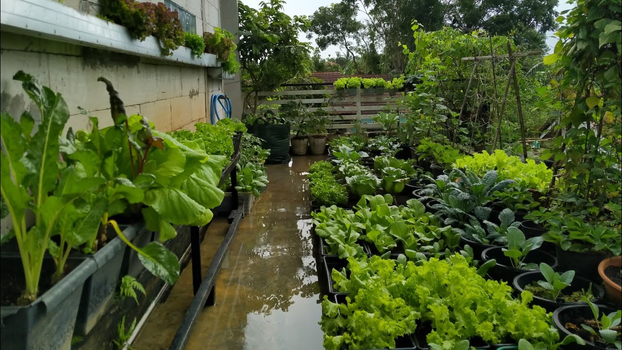UPDATE SEMUA YANG SAYA TANAM DI KEBUN MINI BALKON.#berkebundirumah#gardening