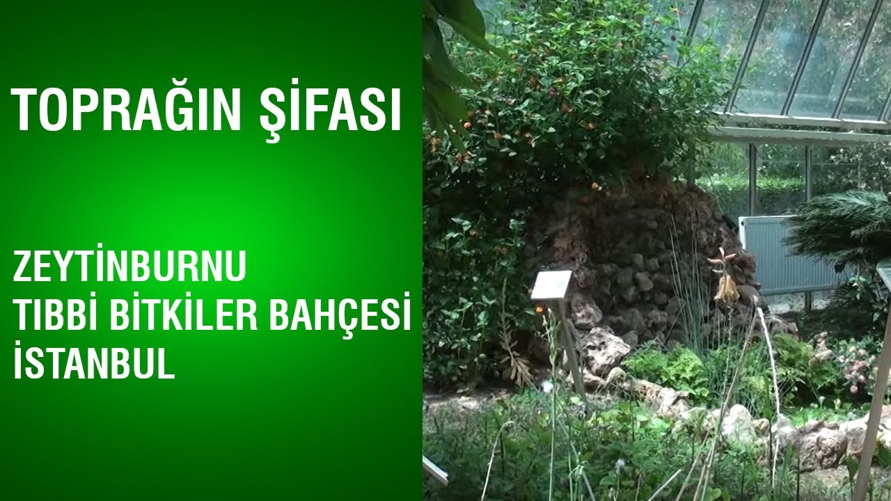 Toprağın Şifası - Zeytinburnu Tıbbi Bitkiler Bahçesi / İstanbul