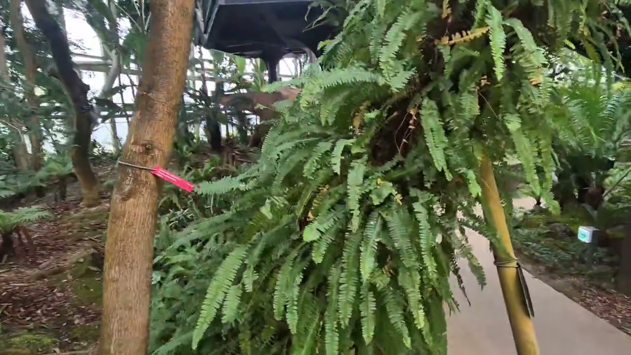 #국립세종수목원 #열대온실 #나자식물(裸子植物) #겉씨식물#피자식물(被子植物) #속씨식물#일랑일랑#스파티필룸#여왕야자#몬스테라#파초일엽#소철#고사리#바나나#부겐베리아#둥지파초일엽
