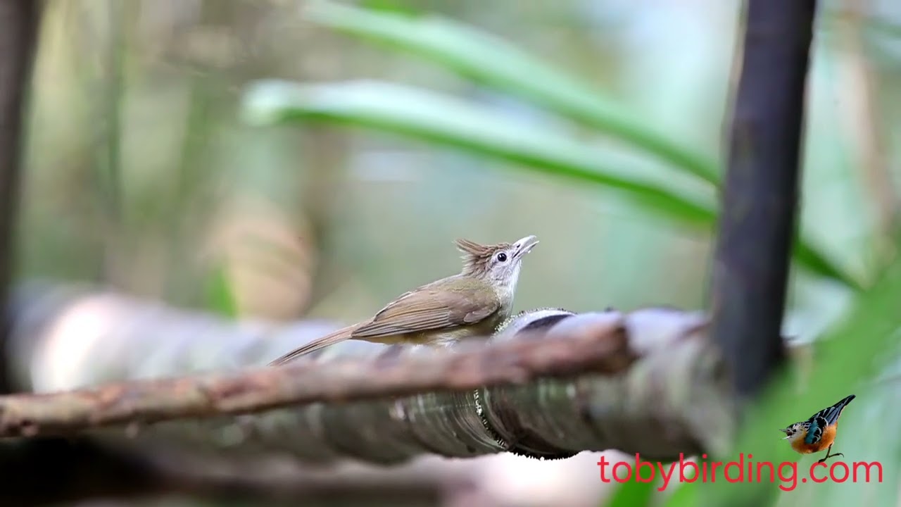 OCHARACEOUS BULBUL @VIETNAM-BIRD-MAN 
