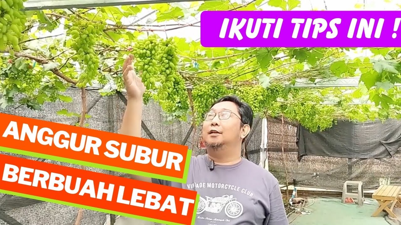 Lakukan Ini ! Agar Pohon Anggur Subur & Berbuah Lebat