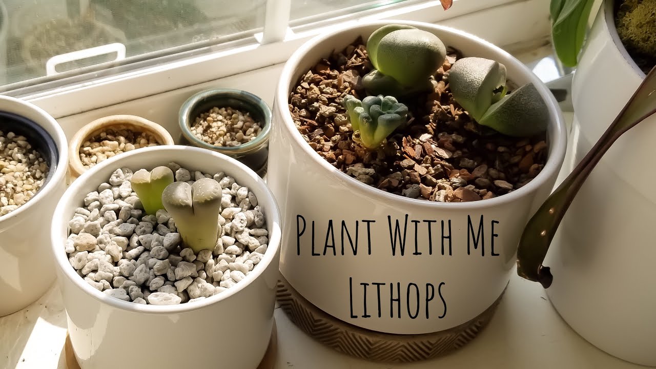 Plant With Me || Lithops, Split Rocks, & More