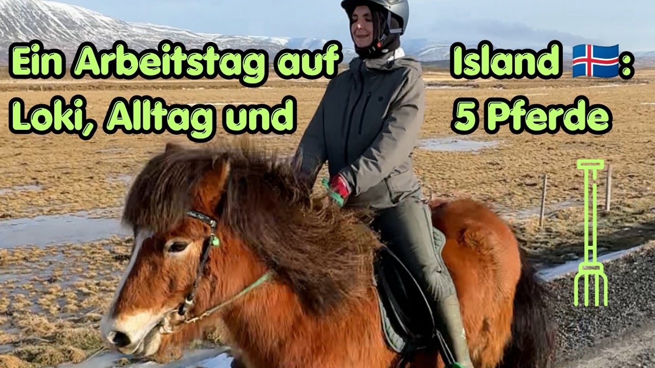 Ein Arbeitstag auf Island 🇮🇸🐴: Loki, Alltag und 5 Pferde