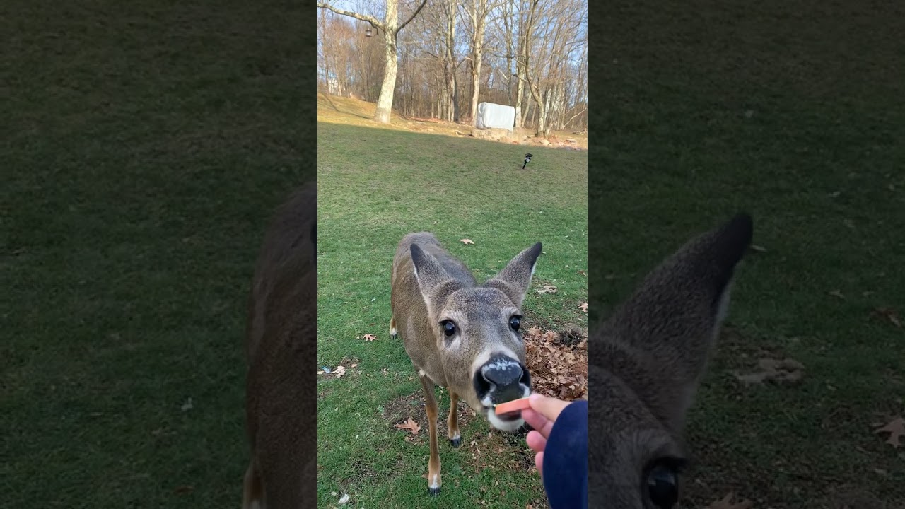 DEER FEEDING.#poconos #bucklist #fantastic #deer