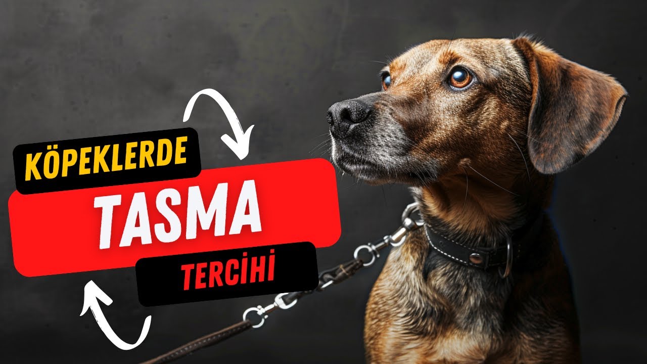 Köpekler İçin En Uygun Tasma - Boyun Tasması Mı? Göğüs Tasması Mı? - Köpek ile Yaşam