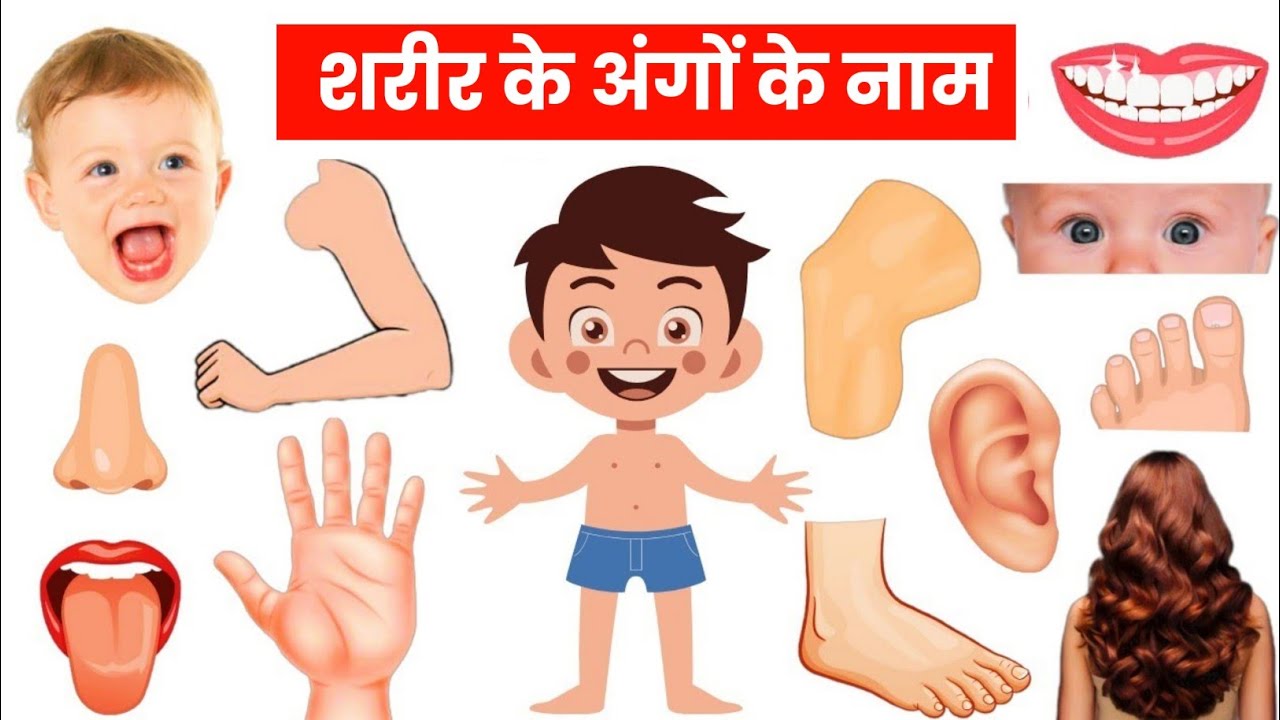 Parts of our Body | शरीर के अंगों के नाम | Hindi and English Vocabulary | body parts name English me